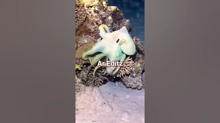 The Mysterious Reason Why We Can't Catch Octopus | #animals #shorts #beautiful #viral #animallover
