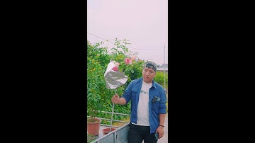 0386700914các loại hoa và cây cảnh của các nhà vườn mời mọi người chiêm ngưỡng