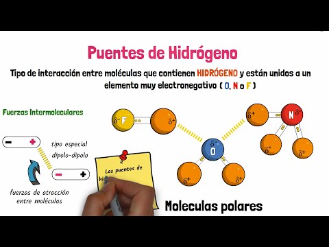 Video: ¿Qué elementos pueden participar en la formación de puentes de hidrógeno?