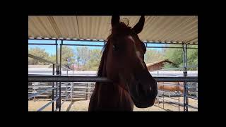 McKee Ranch #vegas #ranch #placestovisit