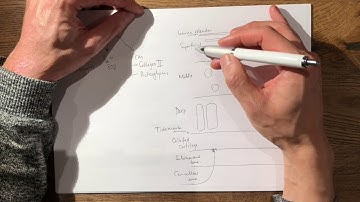 17  Articular Cartilage and Proteoglycan FRCS Tr&Orth