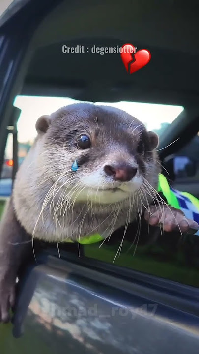 Download lagu aksi lucu berang-berang !!! #trending #shorts #berangberang #fyp