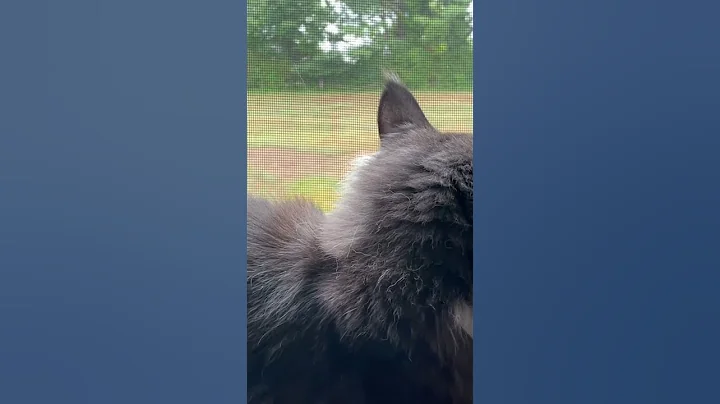 Video 10091951: mainecoon cat kitten, girl mainecoon