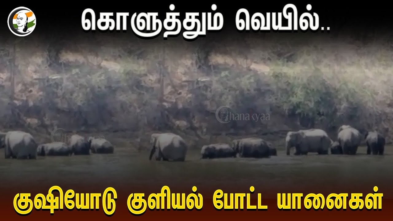 ⁣கொளுத்தும் வெயில்.. குஷியோடு குளியல் போட்ட யானைகள் | Summer | Elephant | Sunbath