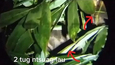 tua qaib qus hmo ntuj raug zoo heev