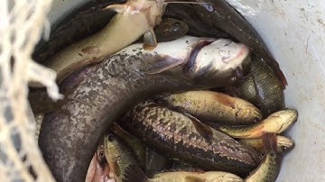 Đang kích cá thì chạm mặt loài  Rắn Độc và Hung Dữ nhất - Electric shock catch cobra