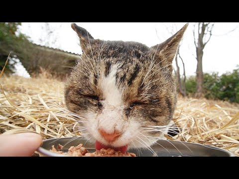 姿を見なくなっていた猫 田舎の隅っこの何もない荒れ果てた公園で一人で生きてる猫にカルカン(kalkan)を給餌したら噛みしめるように食べた 野良猫 感動猫動画 ASMR