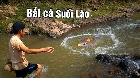 Bắt cá suối trên vùng cao, anh đánh chài uy tín quá @Lý A Páo