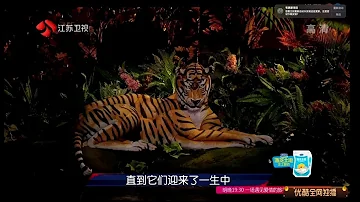 What type of animals make art?