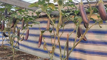 Hướng dẫn Trồng Cà Tím trong thùng thông minh trái nhiều mà to  | Khoa Hien 479