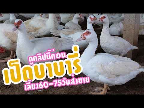 เลี้ยงเป็ดบาบารี่ เป็ดเนื้อ 60-70วันจับขาย ดูคลิปนี้ก่อนทำ