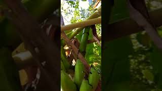 Nải Chuối Nhỏ Xinh