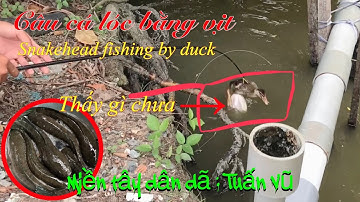 Câu cá lóc bằng vịt: snakehead fishing by duck | trúng mánh phá kỷ lục từ lúc làm youtuber..!!!