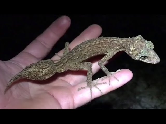 New species of gecko discovered on Queensland island class=