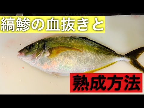 縞鯵の血抜きと熟成方法！#熟成#血抜き#和食#料理