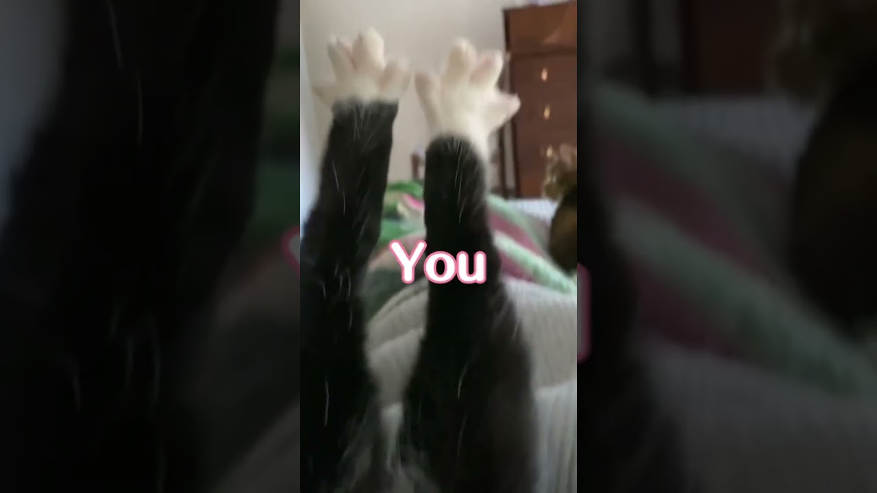 POV: chat likes claiming you are short #memes #vtuberclips #shortsfeed #anime