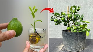 SUPER TECHNIQUE for breeding lemon trees that grow super fast thanks to bananas stimulating growth