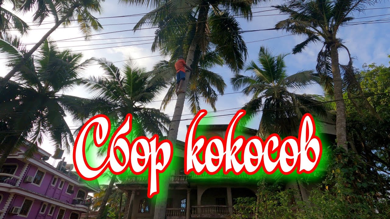 Катя кокосов. Катя кокосова. Кот кокос рисунок. Катя кокосова. Катя кокосов.