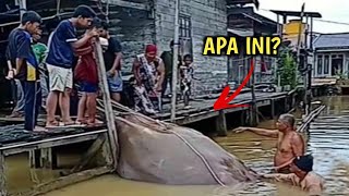 Strange, Large Creature Appears From Under The Water, Kalimantan Residents Are Upset!!