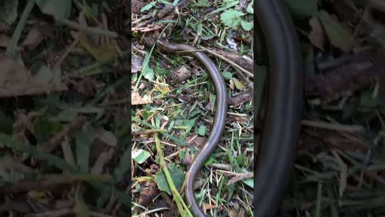 Cobra é capturada no gramado antes de jogo do Cruzeiro em Cachoeirinha -  Cachoeirinha - Correio de Gravataí