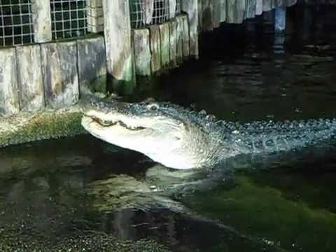 Videó: Különbség Az Aligátorok és A Krokodilok Között