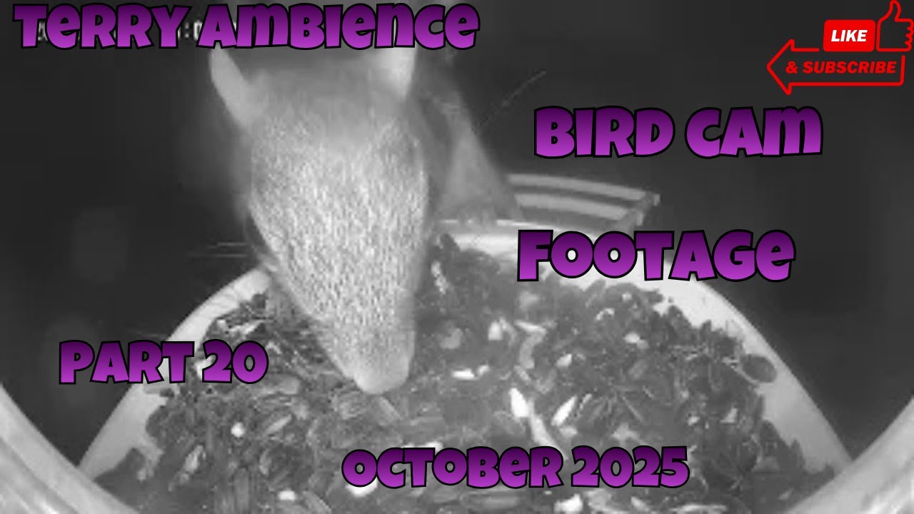 Bird Cam Footage October 2025 Part 20 - YouTube