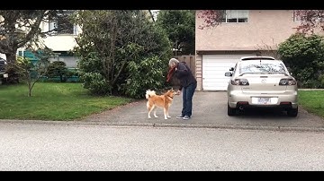 Counter Conditioning with Reactive Dog- Cala