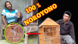 Burung Perkutut Katuranggan Noroyono Asli Lokal Alam