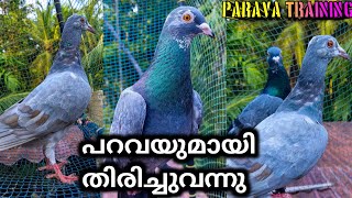 Parava Training നിങ്ങൾക്ക് വേണ്ടി | Pigeon Malayalam | Nadan Pravu | Parava @KkPetsVlog