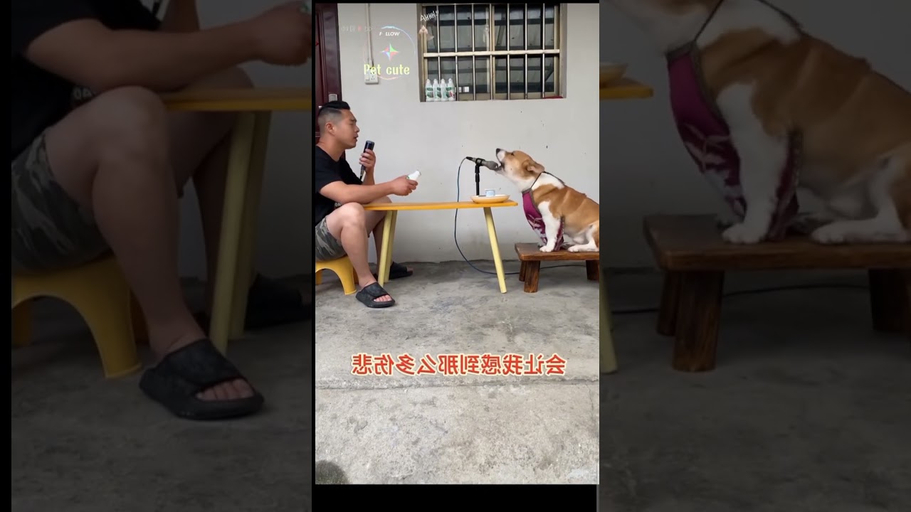 Chinese dog singing a song very high professional amazing video and funny