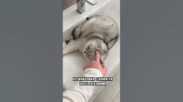 Нужно ли кастрировать кота или кошку #кот #коты #shorts