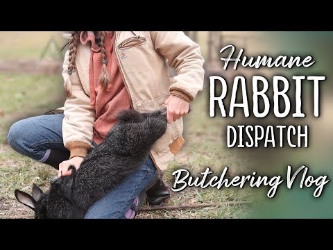 Humane Rabbit Dispatch & Butchering - Education for self-sustainability (Silver Fox meat rabbits)