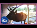 Funny animals: Elk rings doorbell with its antlers before eating flowers on camera