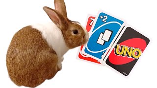 Harley Actually Plays Uno Card Game With Me #freeroamrabbit #rabbit #bunny