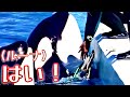 ルーナ『もっと褒めてくれてもいいんだよ？』　鴨川シーワールド　シャチ