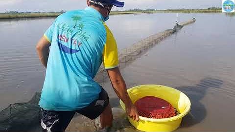 367 | Giăng câu cá tra và thăm lú | Fishing