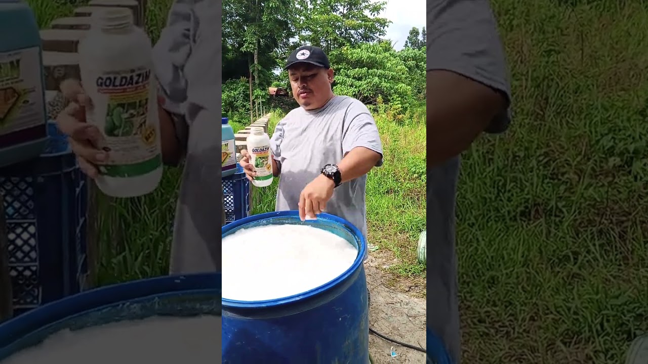 Pabaon sa Bunga ng manga Bago mag balot ito Ang mga pwdeng GAMITIN at timpla ng mg gamot at foliar