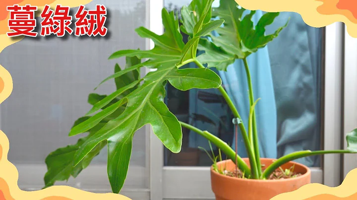 這是像「天使」的景觀植物！可愛大方的陽台主角「蔓綠絨」！小天使與大天使該如何分辨？Philodendron【植物百科】【觀葉植物系列EP3】 - 天天要聞
