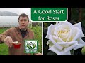 A good start for roses nitrogen supplementation