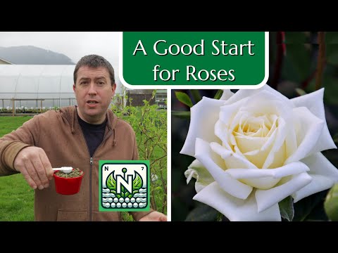 شروع خوب برای گل رز مکمل نیتروژن