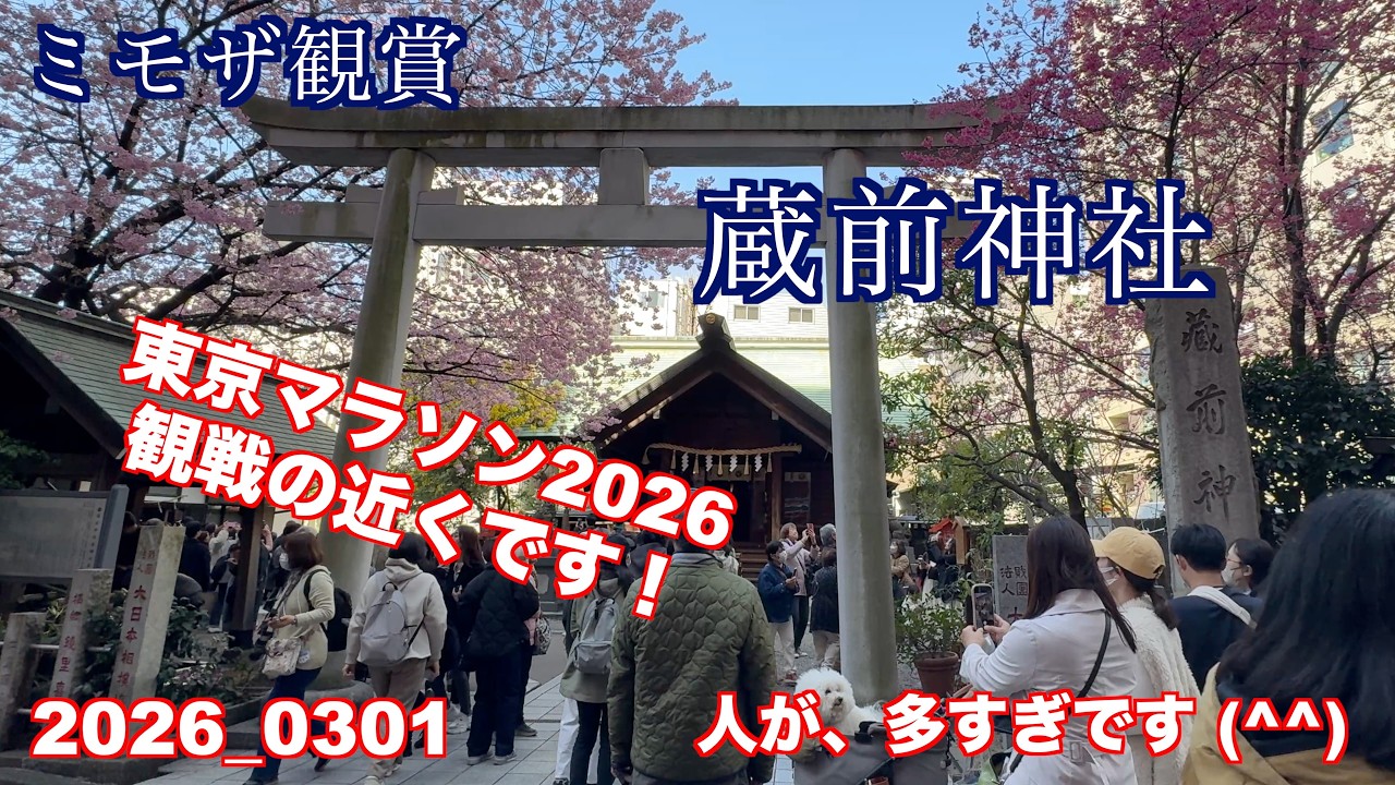 蔵前神社に、ミモザを観に行きました。