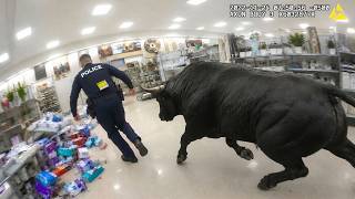 When Animals Go On A Rampage And Got Caught On Camera !