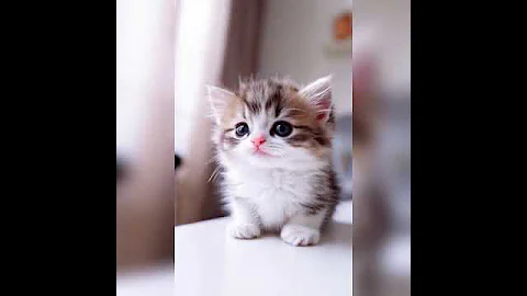 Video 7424311: tiny munchkin kitten, lovely munchkin, cats kitten catlover pets, kitten catlover pets cute, kittens amazing, kitten cutie