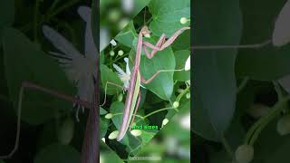 Praying Mantis : A Serene Exterior Hiding Ferocious Predation