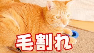 毛割れがスゴイ茶トラ猫のマロン 原因や改善方法は？シャンプーでは？皆さんの猫ちゃんは？ [4K]