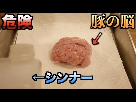 【超危険】シンナーがどれだけ脳に悪影響を及ぼすかわかる動画