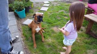 Boxer dog loves children