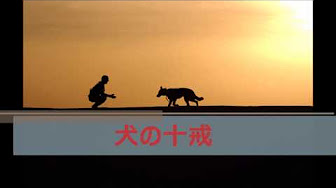 犬と飼い主の感動再会 長く離れてた飼い主を大喜びに迎える犬 17 泣ける動画 犬 おじいさんとの思い出だけで生きた犬 Youtube