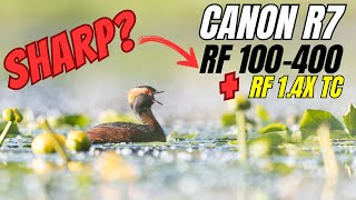 Canon R7  How does it perform with the RF 100400 and the RF 1.4 Teleconverter? Bird Photography !