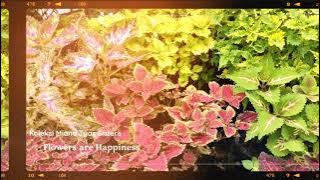 Koleksi Bunga Miana Tyas Sisters I The Beauty Of Miana Flower